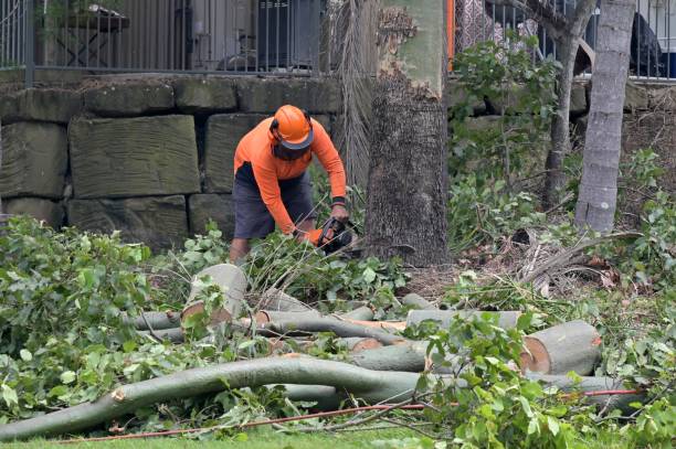 How Our Tree Care Process Works  in  Moundsville, WV